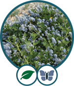 Yankee-Point-Carmel-Ceanothus.png